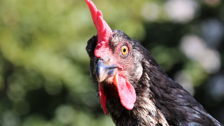 Hahn im Profil