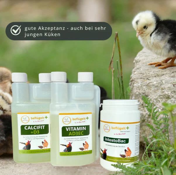 Die 3 Produkte des Kükenstarter-Sets Calcifit, VitamAD3EC sowie IntestoBac stehen zwischen Küken im Garten