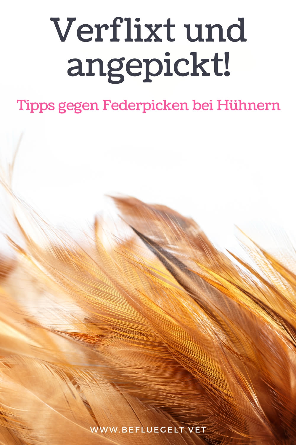 Hühner, Puten, Wachteln oder sonstige Hühnervögel.... so unterschiedlich sie alle auch sind, Eines haben sie alle gemeinsam - sie bepicken sich! Meistens ist das kein Problem und gehört zum Rangordnungsverhalten, aber immer wieder eskaliert die Situation und führt zu dramatischen Verletzungen und Unruhe in der gesamten Gruppe bzw. Herde. Hier erfährst Du warum und was Du dagegen tun kannst.
