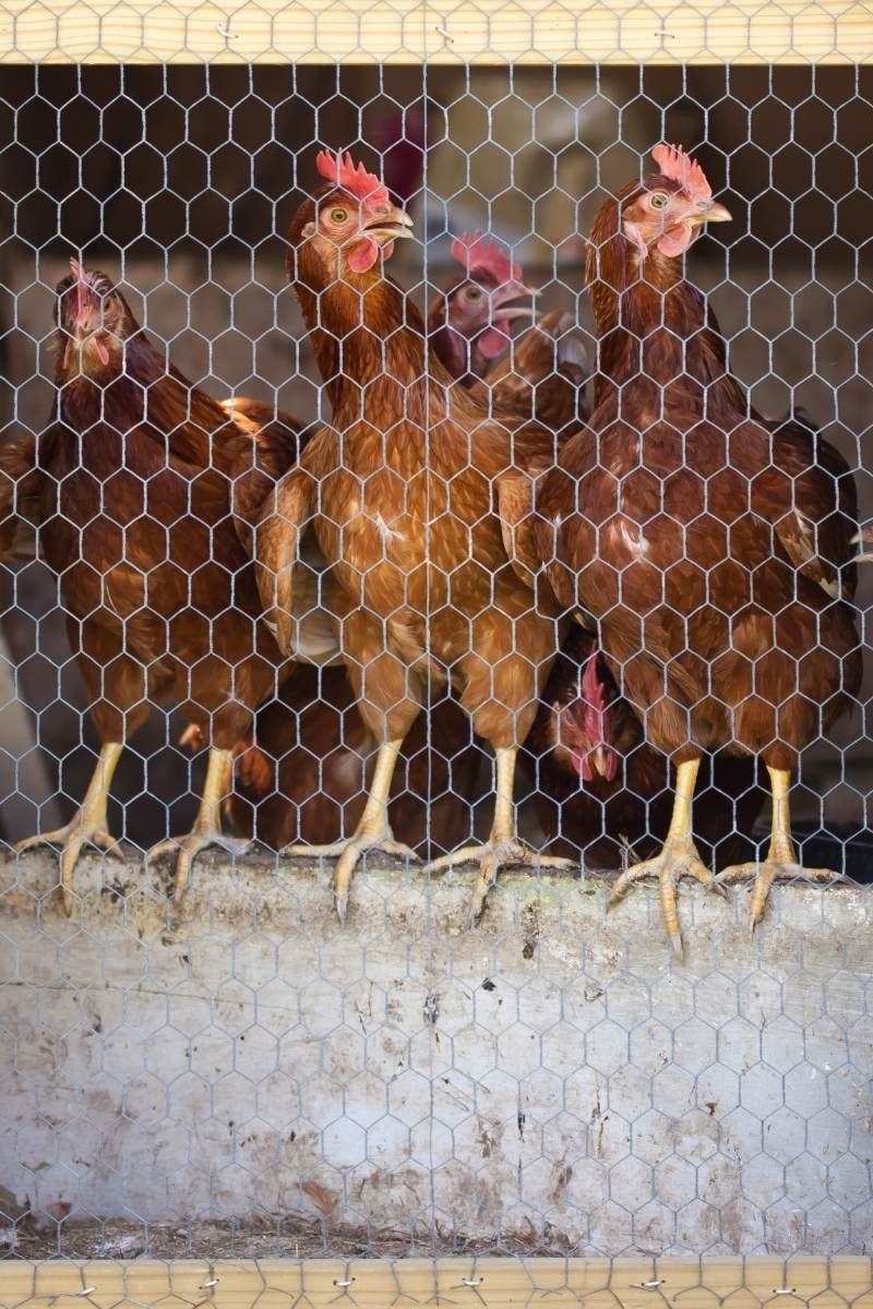 Stallpflicht während der Geflügelpest: Mehrere Hennen stehen hinter einem Maschendraht in einer Voliere und schauen heraus