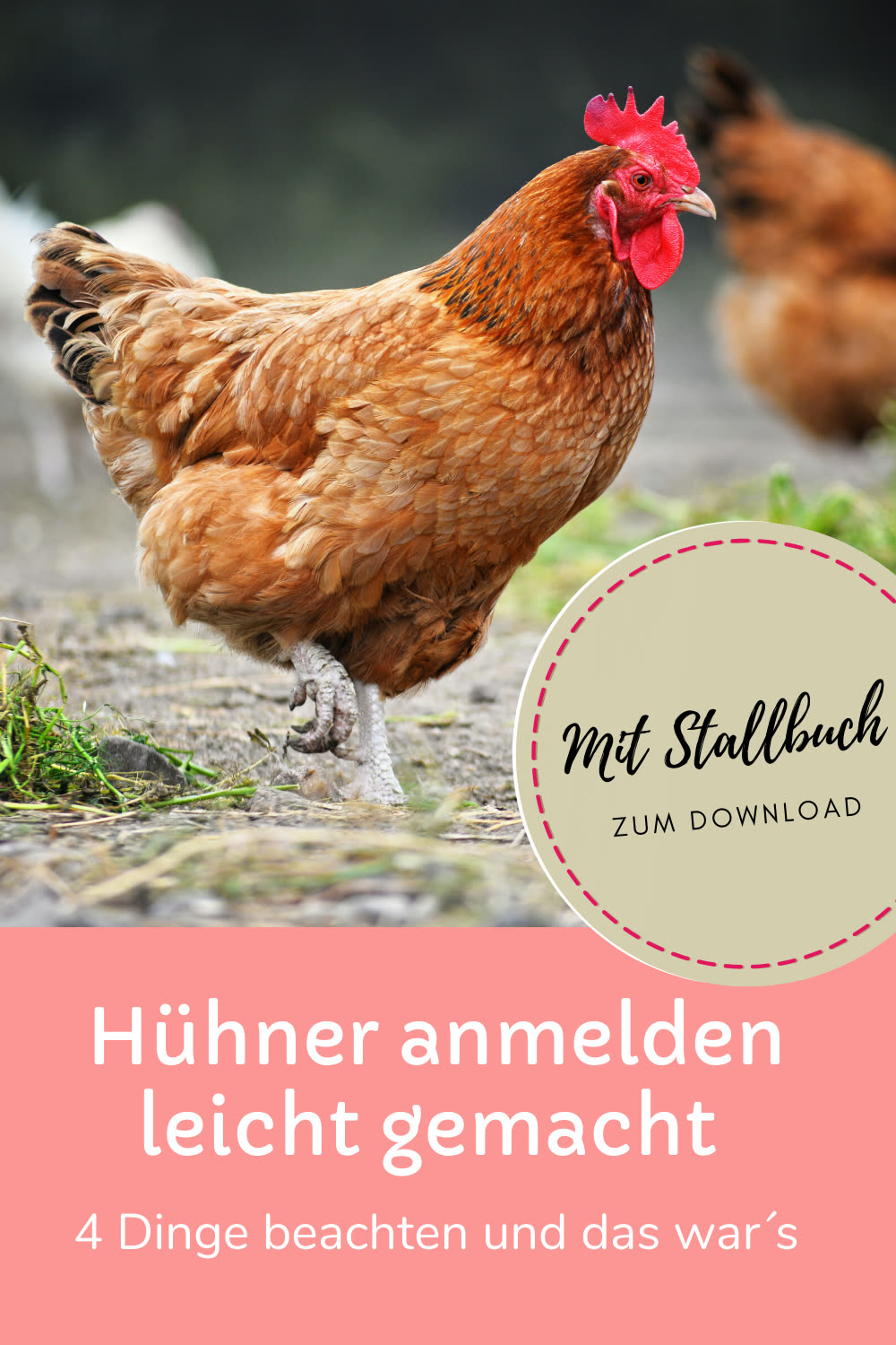 Hast du Dir gerade erst Hühner, Wachteln, Puten, Enten, Fasane, Perlhühner, Rebhühner oder Tauben angeschafft und weißt nicht wovon ich rede? Oder bist du ein alter Hase und hast das mit dem Meldedurcheinander noch nie verstanden? Fakt ist: … du bist nicht allein! Viele der Tierhaltungen im Hobbybereich sind nicht beim Veterinäramt und der Tierseuchenkasse gemeldet. Warum überhaupt und wie du das jetzt ganz leicht erledigen kannst erfährst du hier.