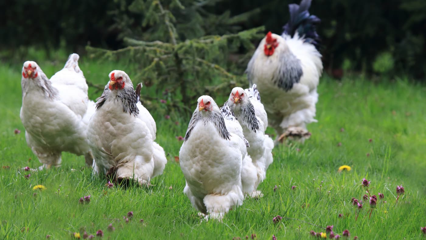 Hühnerhaltung im Garten: Brahma Hühner mit Hahn