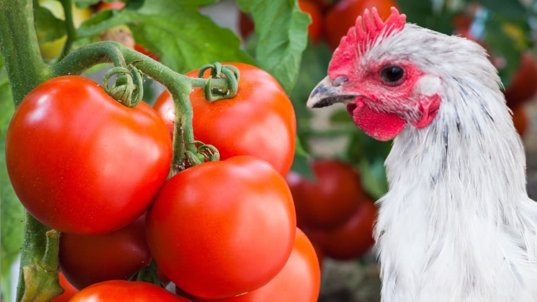 Hühnerhaltung im Garten: Was dürfen Hühner fressen