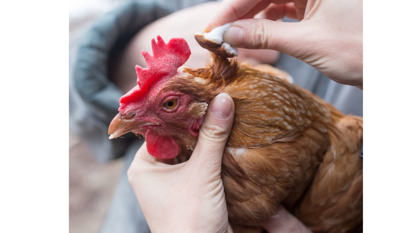 Hühnerhaltung im Garten: Krankheiten vorbeugen