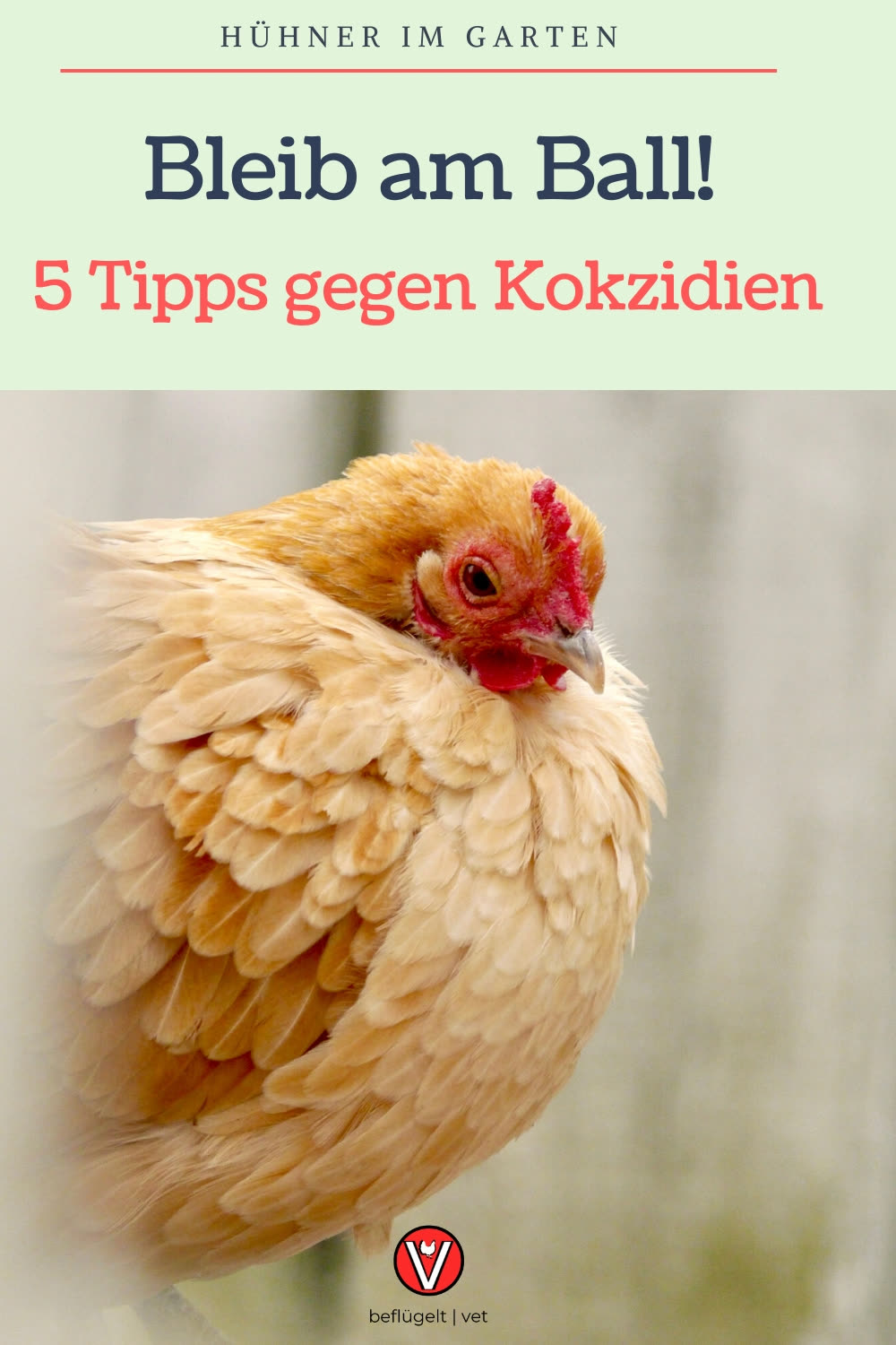 Irgendwann hat jeder Geflügelhalter mal Probleme mit der Kokzidiose. Häufig sind allerdings Küken bzw. Jungtiere betroffen und die Verläufe können auch schon mal dramatisch verlaufen. Was du du tun kannst, damit dir das nicht passiert: Halte dienKokkzidien im Griff! Fütterung anpassen, impfen und Proben nehmen. Hier bekommst du 5 Tipps wie du das am Besten machst. 