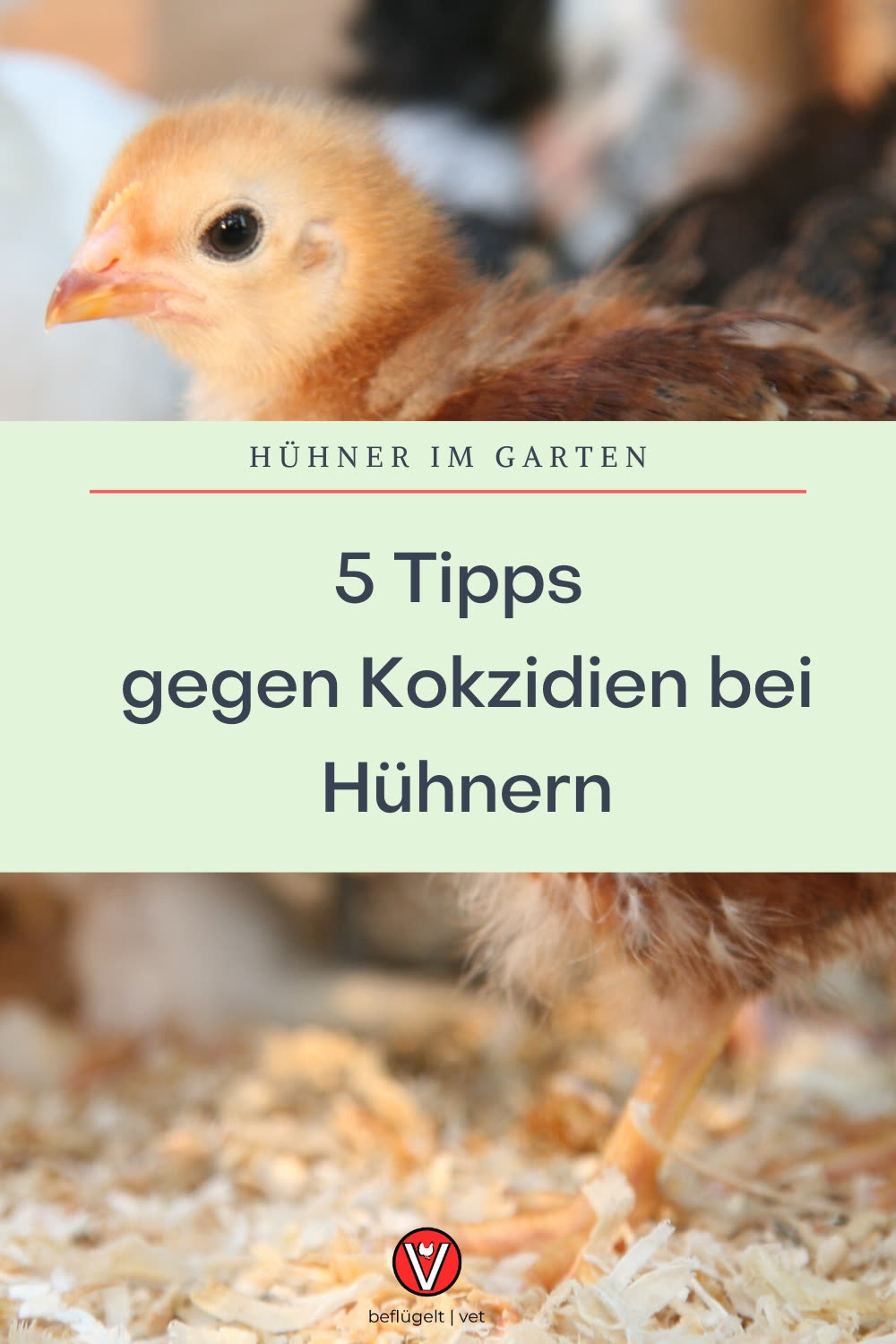 Irgendwann hat jeder Geflügelhalter mal Probleme mit der Kokzidiose. Häufig sind allerdings Küken bzw. Jungtiere betroffen und die Verläufe können auch schon mal dramatisch verlaufen. Was du du tun kannst, damit dir das nicht passiert: Halte dienKokkzidien im Griff! Fütterung anpassen, impfen und Proben nehmen. Hier bekommst du 5 Tipps wie du das am Besten machst. 