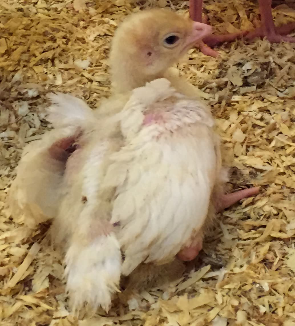 Ein Küken mit Rachitis, eine der 3 häufigen Hühnerkrankheiten. 
