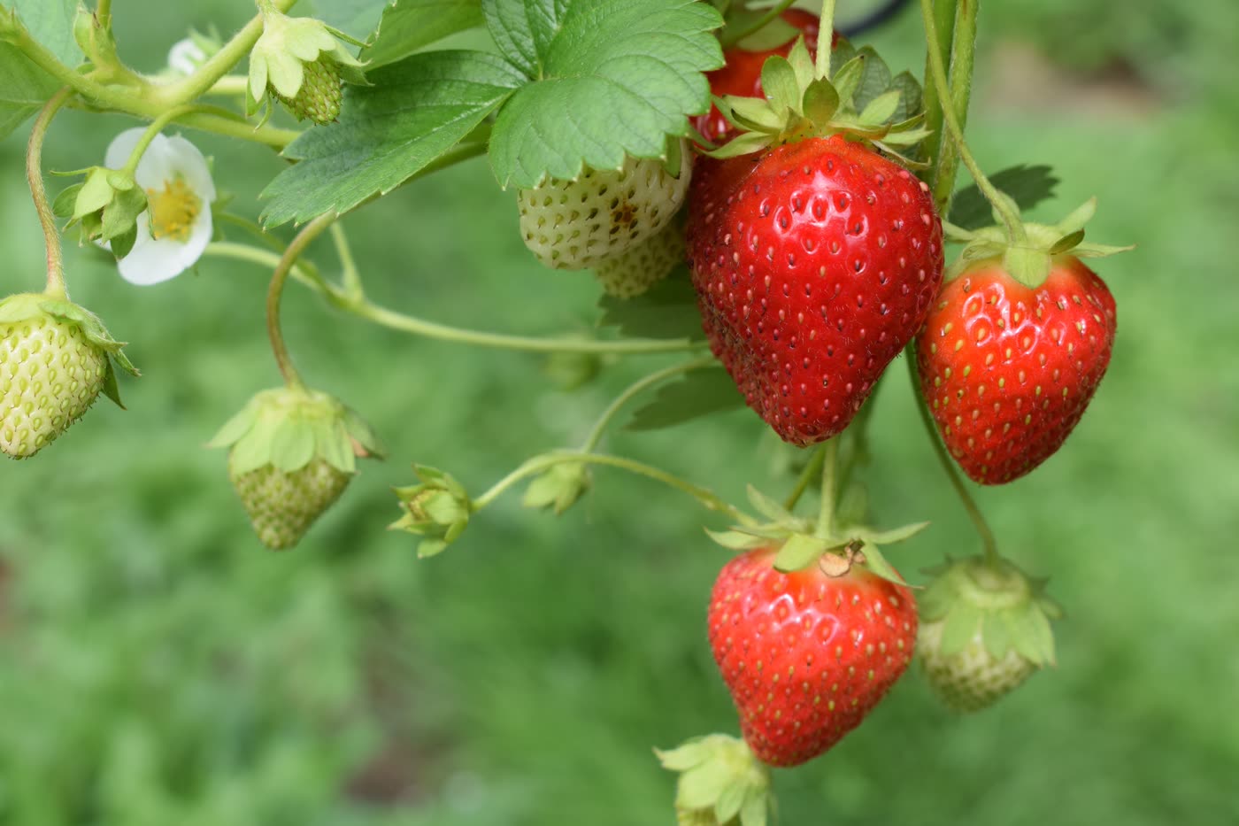 Erdbeeren für Hühner
