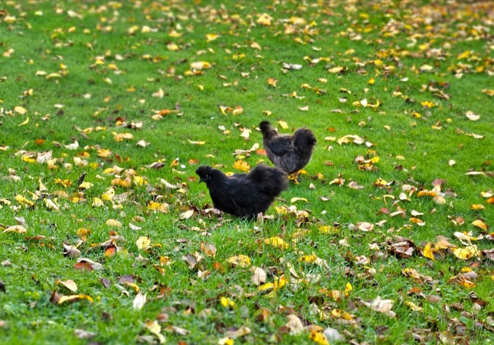 Hühner im herbstlichen Auslauf — Kundenfoto