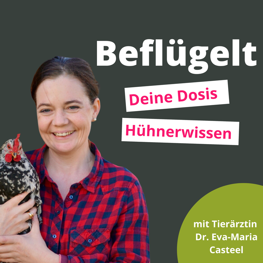 Podcast: Beflügelt — Deine Dosis Hühnerwissen
