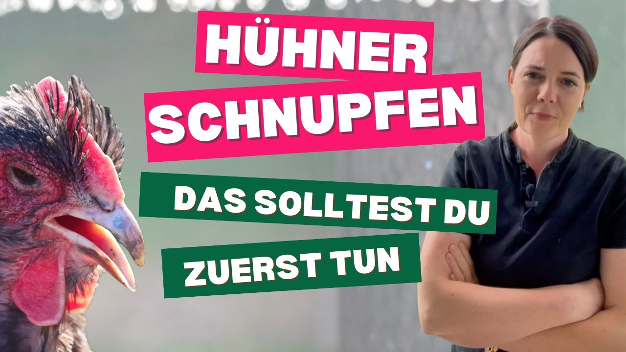 Video: Hühnerschnupfen — was du zuerst tun solltest