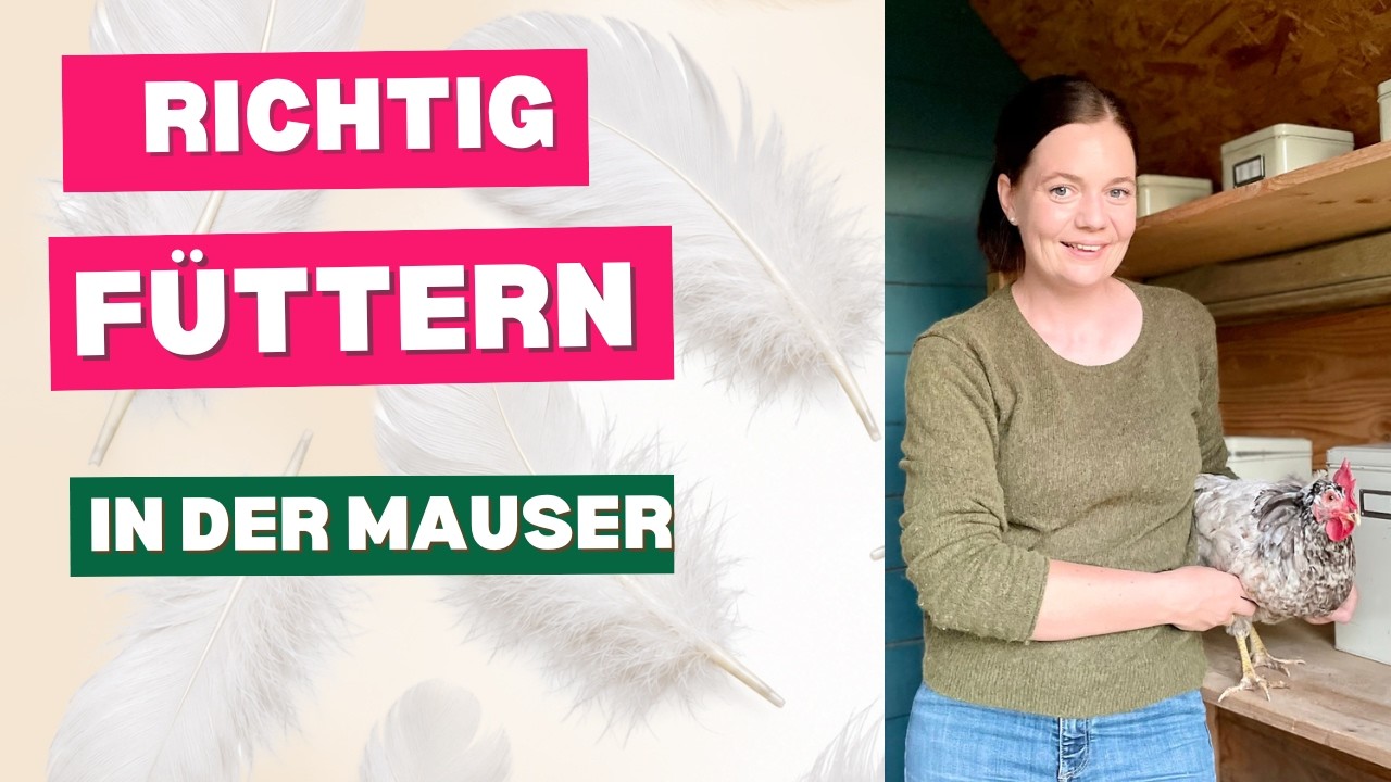 Video: Hühner in der Mauser richtig füttern: 5 Futtertipps für ein kräftiges Gefieder (Tierärztin erklärt)