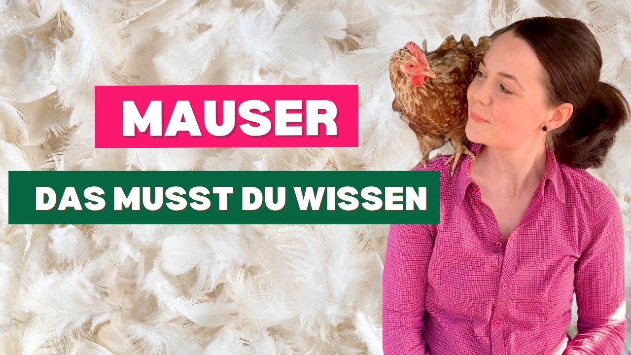 Video: Hühner in der Mauser – das musst du über den Federwechsel wissen