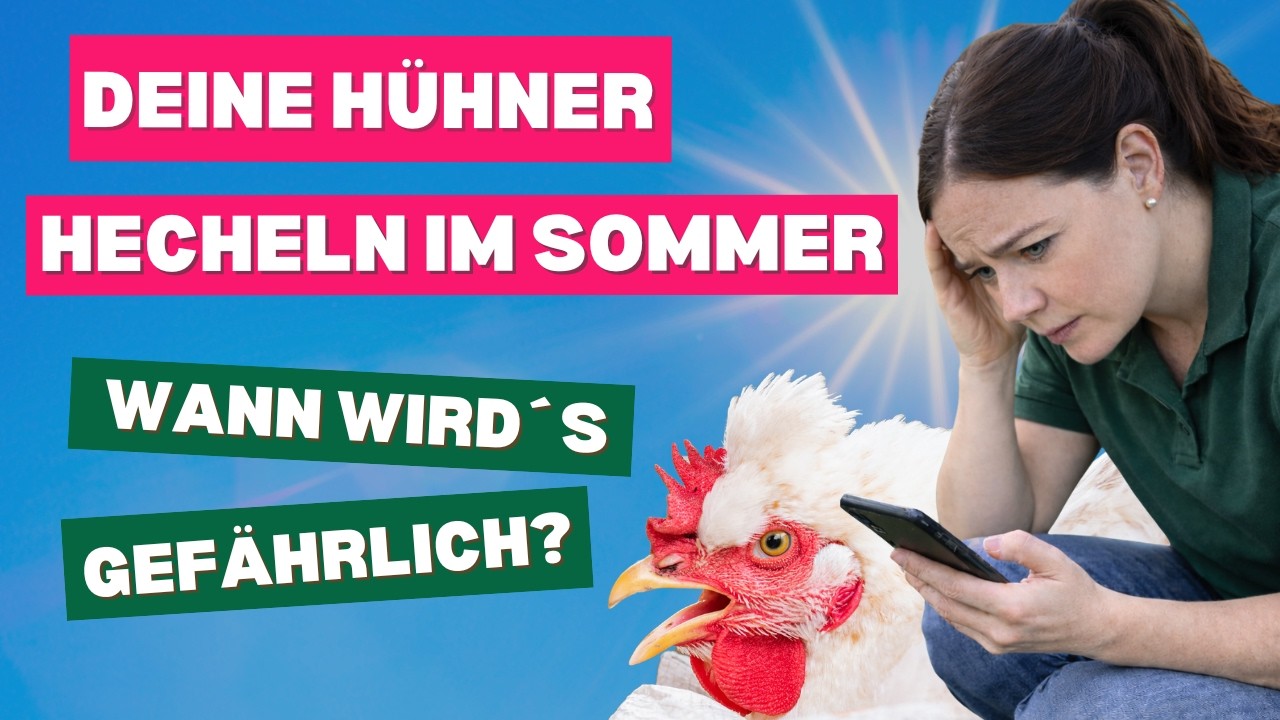 Video: Huhn hechelt bei Hitze: was tun? Hitzestress erkennen & vermeiden